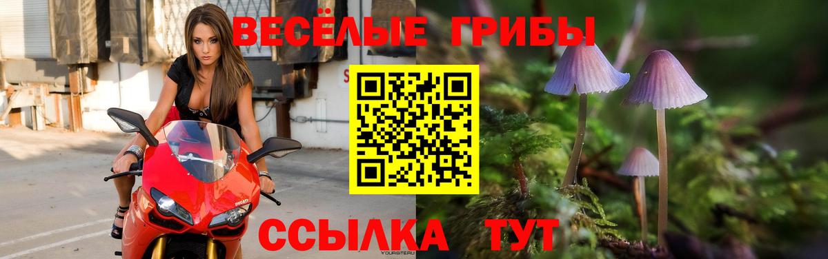 Галлюциногенные грибы Psilocybe Шелехов